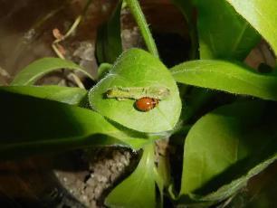 Колорадский жук и душистый табак - img7A9E.jpg