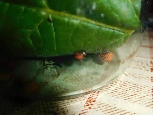 Колорадский жук и душистый табак - img7AFB.jpg