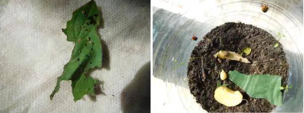 Колорадский жук и душистый табак - img7BF.jpg