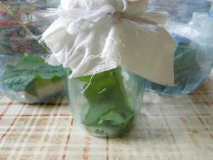 Колорадский жук и душистый табак - img895D.jpg