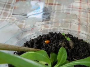 Колорадский жук и душистый табак - img8F17.jpg