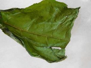 Колорадский жук и душистый табак - img9D1B.jpg