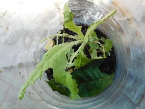 Колорадский жук и душистый табак - img9E1.jpg