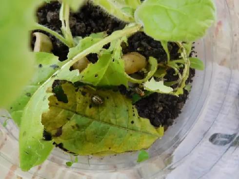 Колорадский жук и душистый табак - imgA1FB.jpg