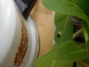 Колорадский жук и душистый табак - imgA48A.jpg