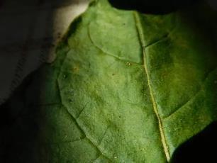 Колорадский жук и душистый табак - imgA565.jpg