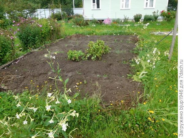 Колорадский жук и душистый табак - imgA66E.jpg