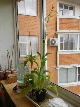 Колорадский жук и душистый табак - imgAA93.jpg