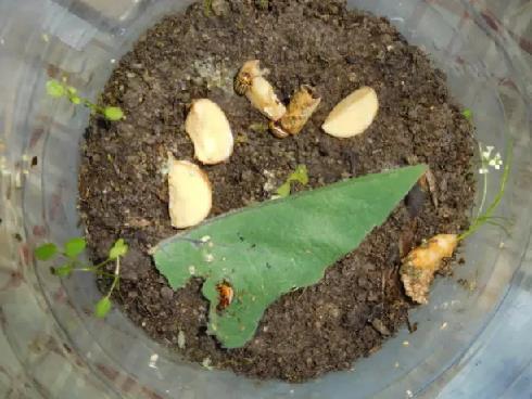 Колорадский жук и душистый табак - imgADCE.jpg