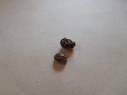 Колорадский жук и душистый табак - imgB4C0.jpg