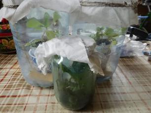 Колорадский жук и душистый табак - imgB655.jpg