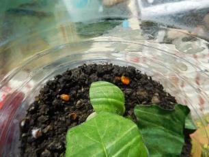 Колорадский жук и душистый табак - imgBD77.jpg