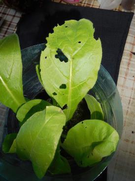 Колорадский жук и душистый табак - imgC073.jpg