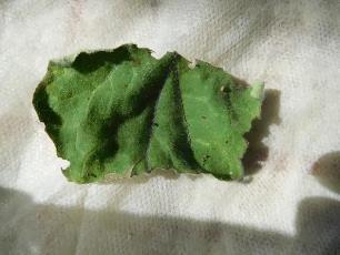 Колорадский жук и душистый табак - imgCA14.jpg