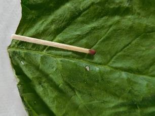 Колорадский жук и душистый табак - imgCAA0.jpg