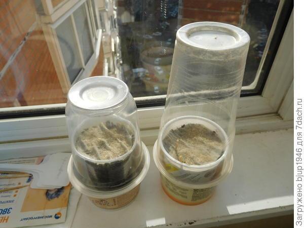 Колорадский жук и душистый табак - imgCED.jpg