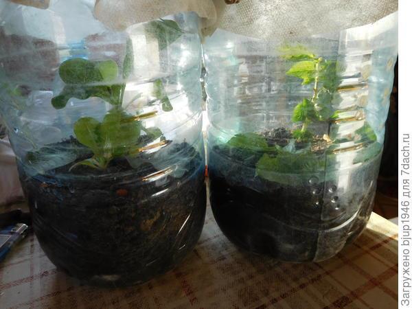 Колорадский жук и душистый табак - imgCFDE.jpg