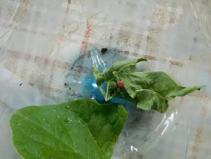 Колорадский жук и душистый табак - imgD1F0.jpg