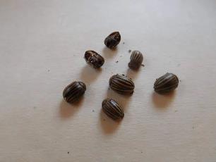 Колорадский жук и душистый табак - imgD3B.jpg_0