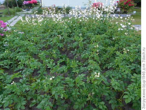 Колорадский жук и душистый табак - imgD7F9.jpg