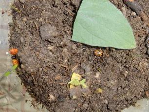 Колорадский жук и душистый табак - imgE226.jpg