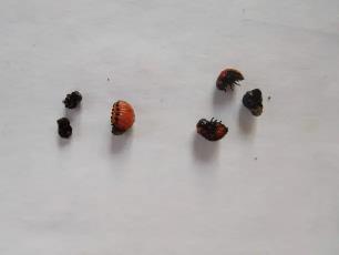 Колорадский жук и душистый табак - imgF384.jpg