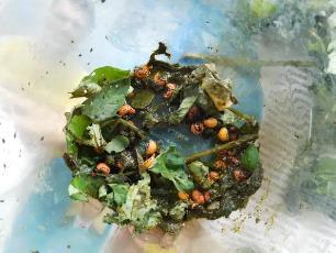 Колорадский жук и душистый табак - imgFAB5.jpg