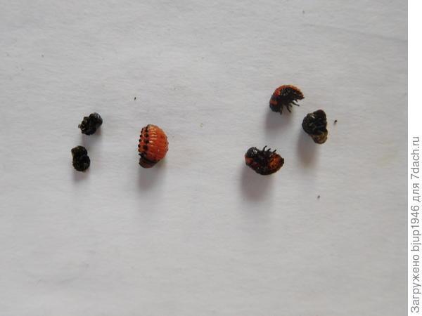 Колорадский жук и душистый табак - imgFBFC.jpg