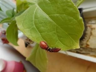 Колорадский жук и душистый табак - imgFD54.jpg