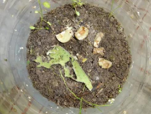 Колорадский жук и душистый табак - imgFEAB.jpg