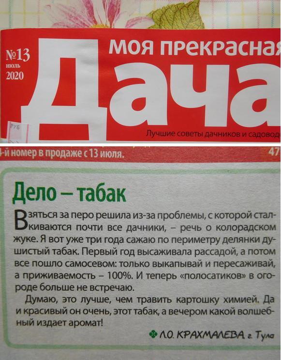 Колорадский жук и душистый табак - imgFEF8.jpg