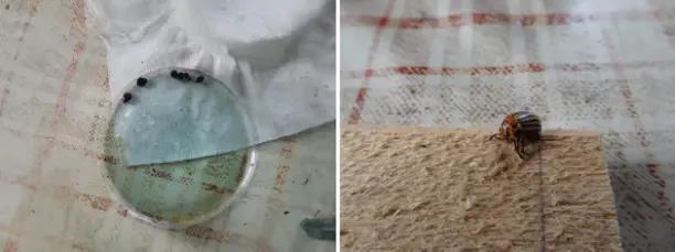 Колорадский жук и душистый табак - imgFF18.jpg