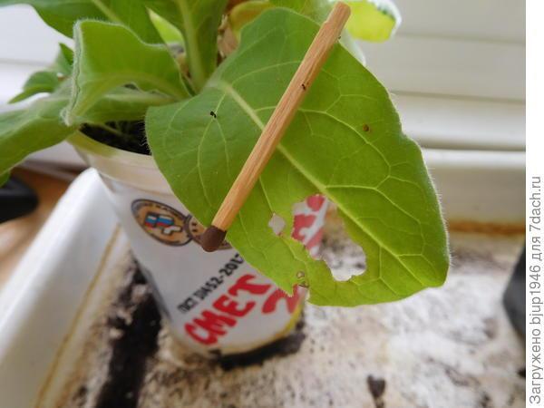 Колорадский жук и душистый табак - imgFF66.jpg