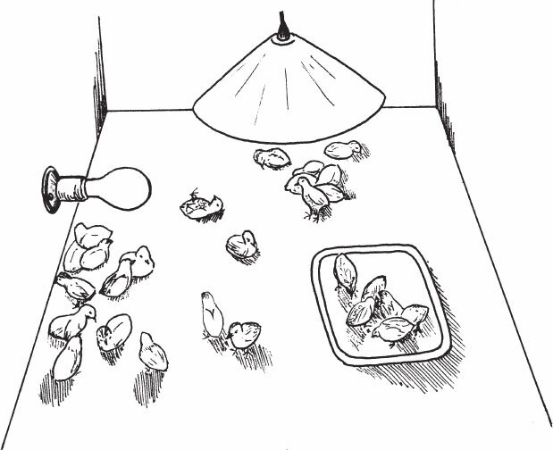 Птицеводство для начинающих. Полный справочник - _19.jpg