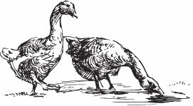 Птицеводство для начинающих. Полный справочник - _20.jpg