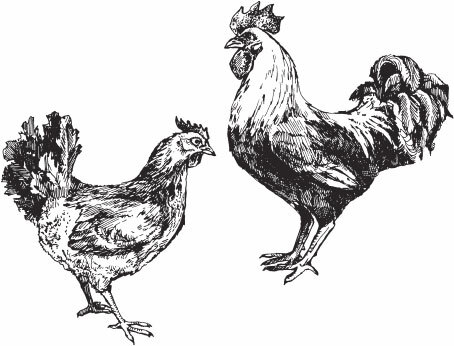Птицеводство для начинающих. Полный справочник - _31.jpg