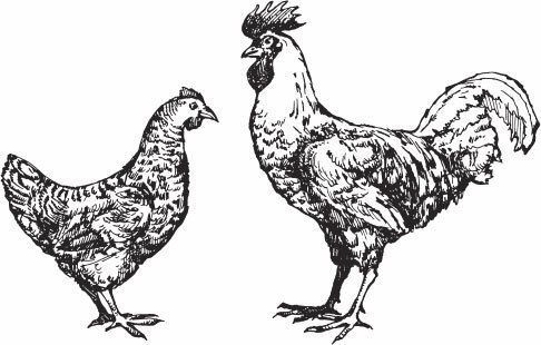 Птицеводство для начинающих. Полный справочник - _32.jpg