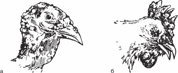 Птицеводство для начинающих. Полный справочник - _51.jpg