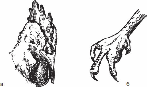 Птицеводство для начинающих. Полный справочник - _52.jpg