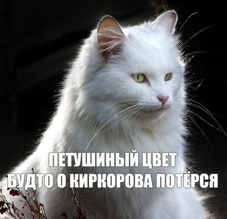 Салем кот Поттера (СИ) - img_22.jpg