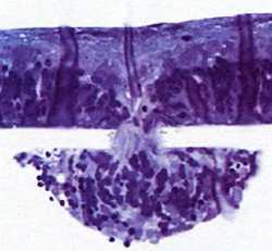 «Наука и Техника» [журнал для перспективной молодежи], 2007 № 02 (9) - _01.jpg_0
