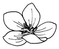 Янтарь рассеивает тьму. Каин - i_015.jpg