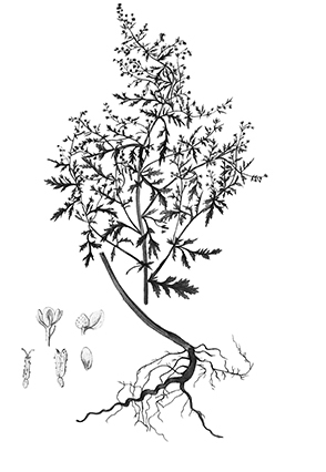 Основы медицины, о которых пора забыть - i_007.jpg