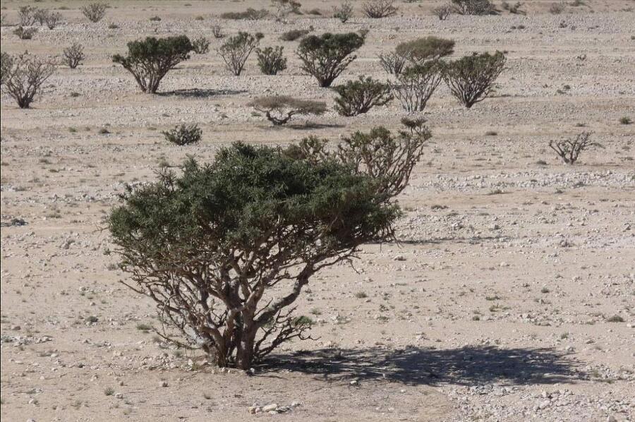 "Фантастика 2025-112". Компиляция. Книги 1-30 (СИ) - i_017.jpg