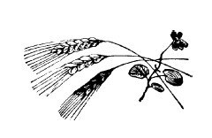 Не жалею, не зову, не плачу… - i_002.jpg