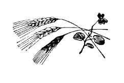 Не жалею, не зову, не плачу… - i_011.jpg