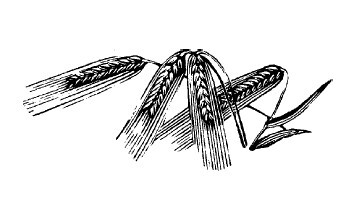 Не жалею, не зову, не плачу… - i_030.jpg