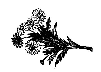 Не жалею, не зову, не плачу… - i_037.jpg