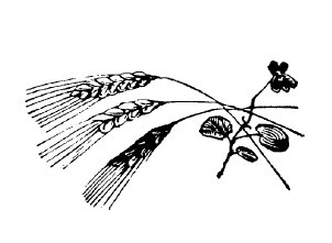 Не жалею, не зову, не плачу… - i_047.jpg