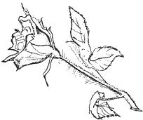 В этом мире я только прохожий… - i_019.jpg